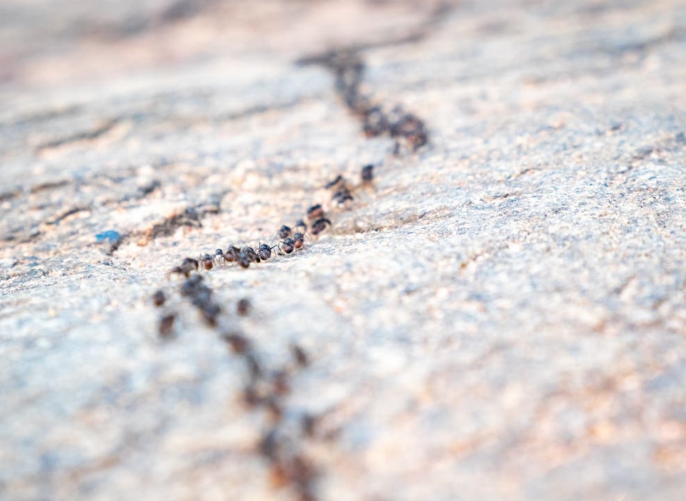 Alle möchten so schnell wie möglich am Ziel sein – doch als Individuum gelingt das nicht. Was Ameisen können, könnte künftig auch die Car-to-Car-Kommunikation.