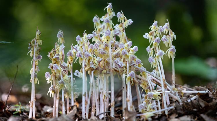 Der Widerbart ist eine seltene Waldorchidee. Er hat gelbliche Blüten und ernährt sich von einem Pilz. (Patrick Lüthy)
