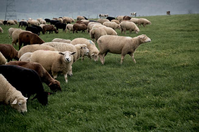 Viele Schafe und Ziegen, zwei Esel und ein Kalb: All diese Tiere sind in den vergangenen Sommermonaten dem Wolf zum Opfer gefallen. 
