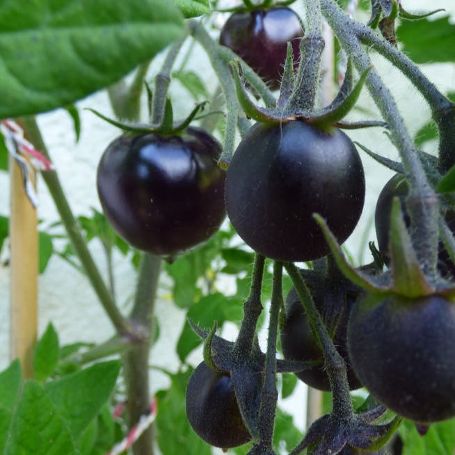 Schöne Überraschung: die Früchte der Black-Cherry-Tomate. 