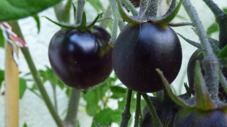 Schöne Überraschung: die Früchte der Black-Cherry-Tomate. (Bild: Silvia Schaub)