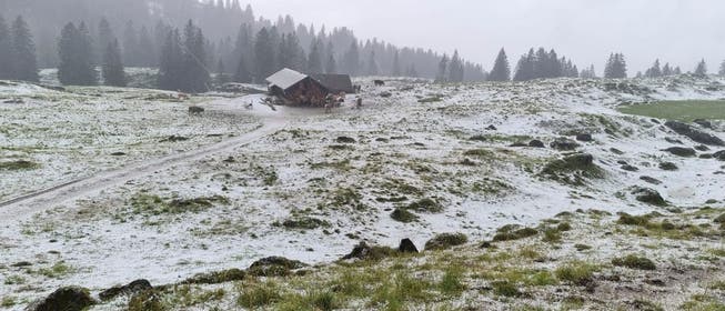 Wegen des Hagelsturms vom vergangenen Wochenende gibt es auf der Alp Sellamatt zu wenig Futter für die Rinder.