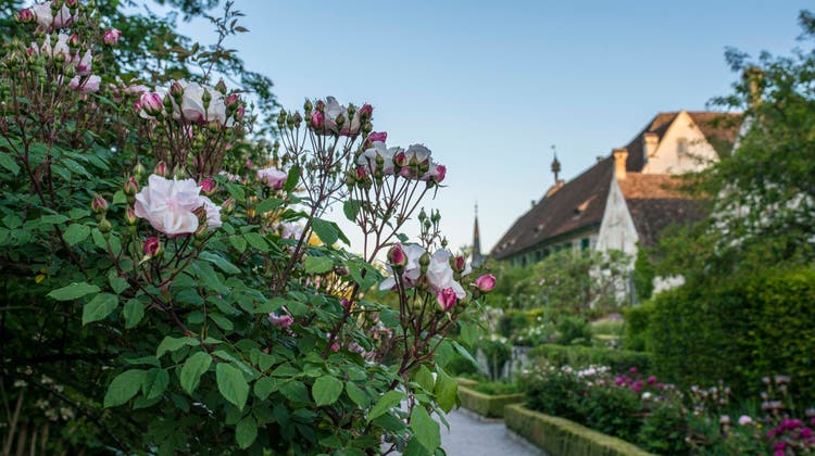 Kartause Ittingen bezaubert mit seinen Gärten seit Jahren. (Bild: PD)