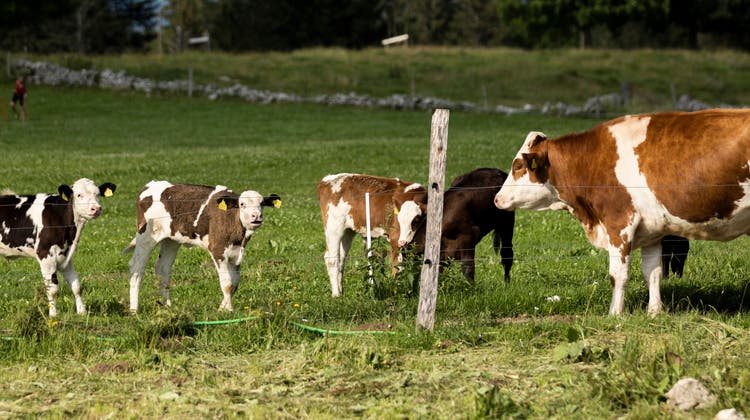 Tagsüber leben die Kälber auf einer eigenen Weide. Auf dem Weg zum Melken können die Kühe schon mal an den kleinen riechen. (Severin Bigler)