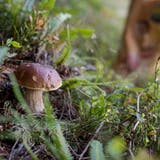 Feuchtigkeit begünstigt den Wachstum von Pilzen. (Bild: Boris Bürgisser (Fräkmüntegg, 20. September 2018))