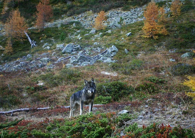 Wölfe, hier ein im Augstbordgebiet im Oberwallis aufgenommenes Tier, haben in den letzten Wochen auch im Obertoggenburg Schafe gerissen. 