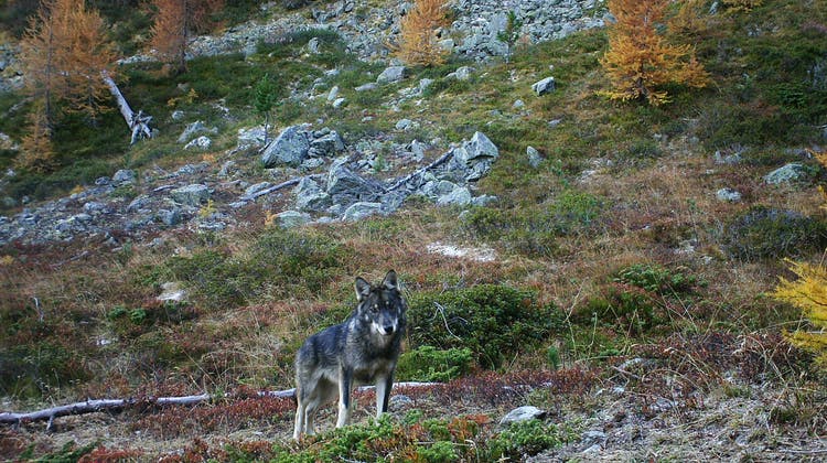 Der Wolf in der Schweiz: Seine Verbreitung hat deutlich zugenommen und damit einhergehend die Debatte um das Wildtier. (Gruppe Wolf Schweiz/Keystone)