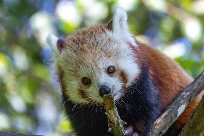 Der Kleine Panda Siddhi kommt aus dem Zoo Brünn in Tschechien. 