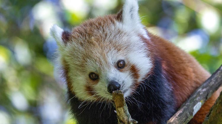 Der Kleine Panda Siddhi kommt aus dem Zoo Brünn in Tschechien. (Zoo Zürich, Enzo Franchini)