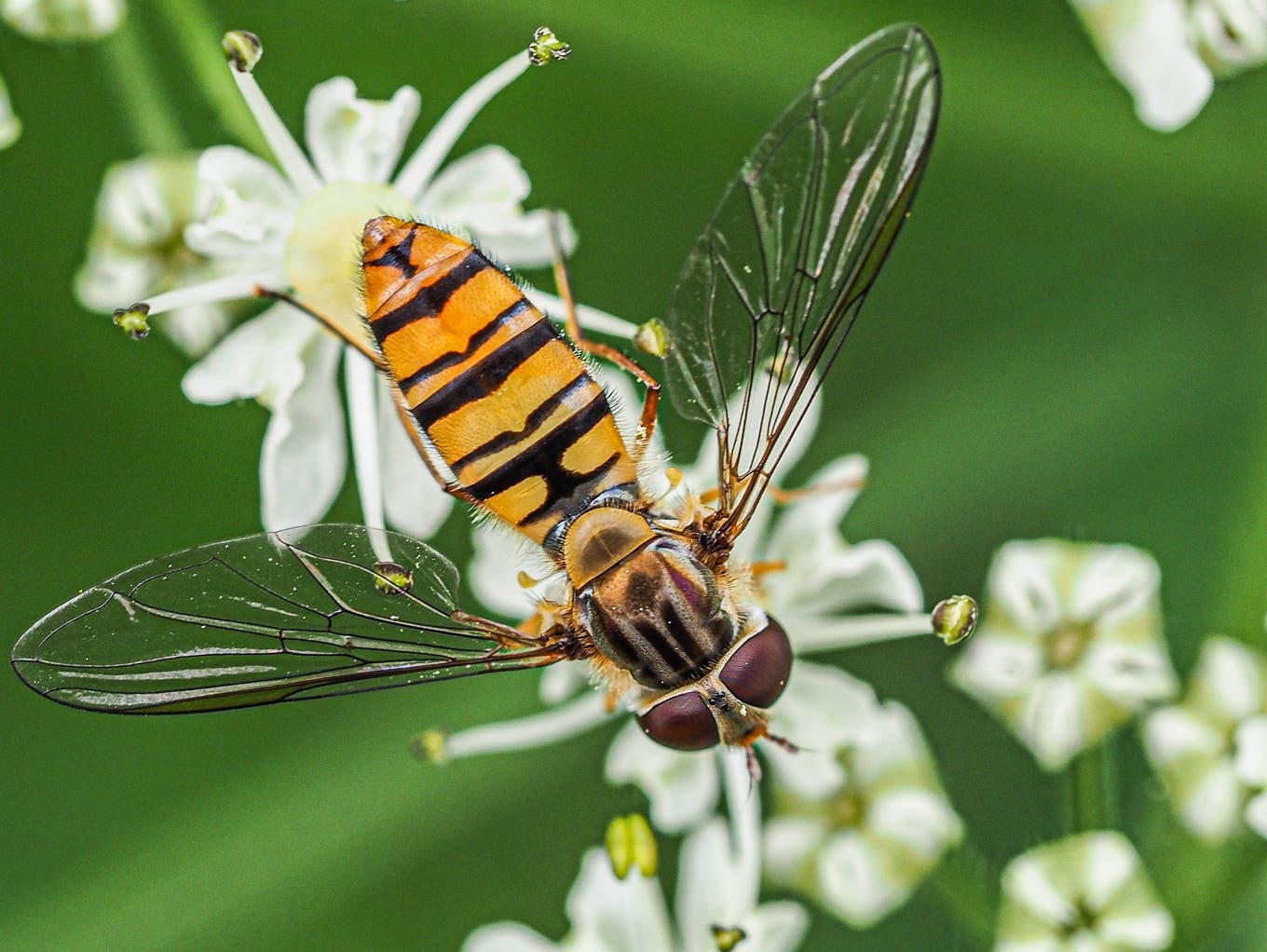 Käfer bestimmen Insekten im Haus und Garten