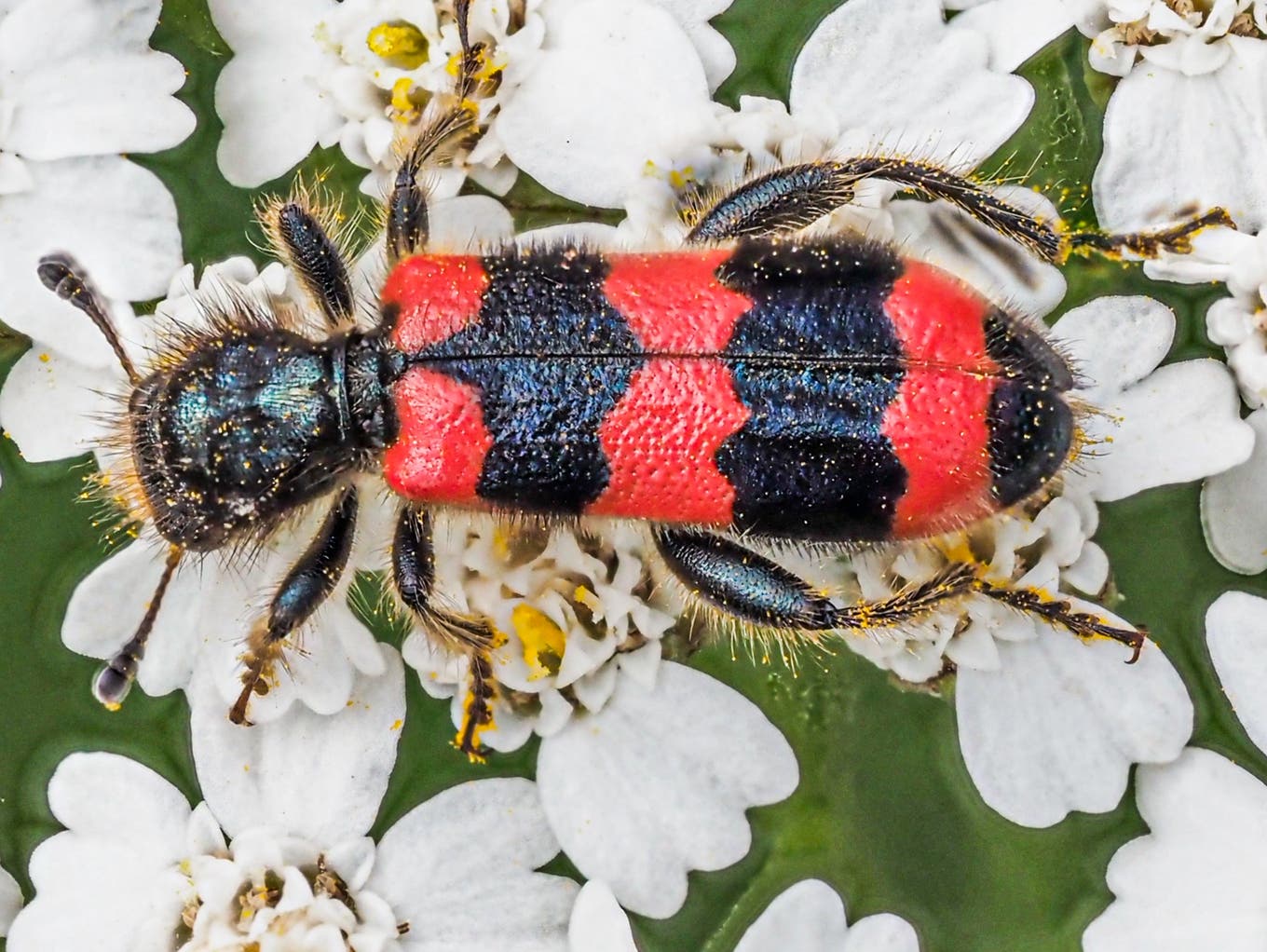 Käfer bestimmen Insekten im Haus und Garten