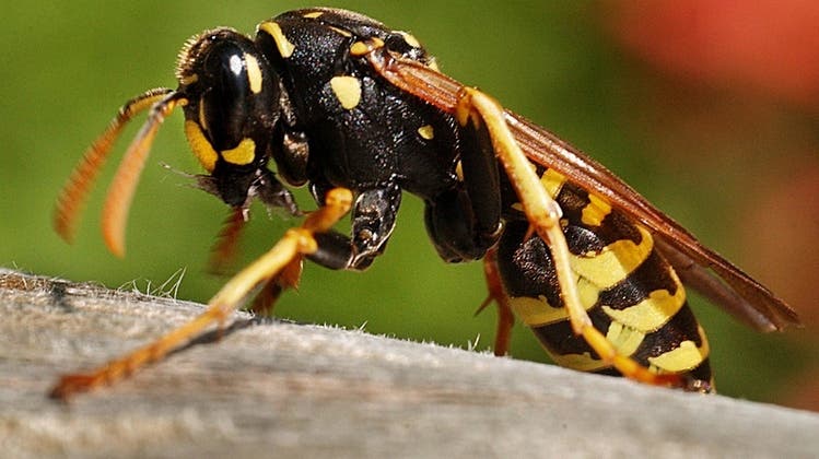 Manchmal lästig, aber insbesondere nützlich: Wespen jagen Insekten wie Mücken und Fliegen. (Bild: Steffen Schmidt/Keystone)