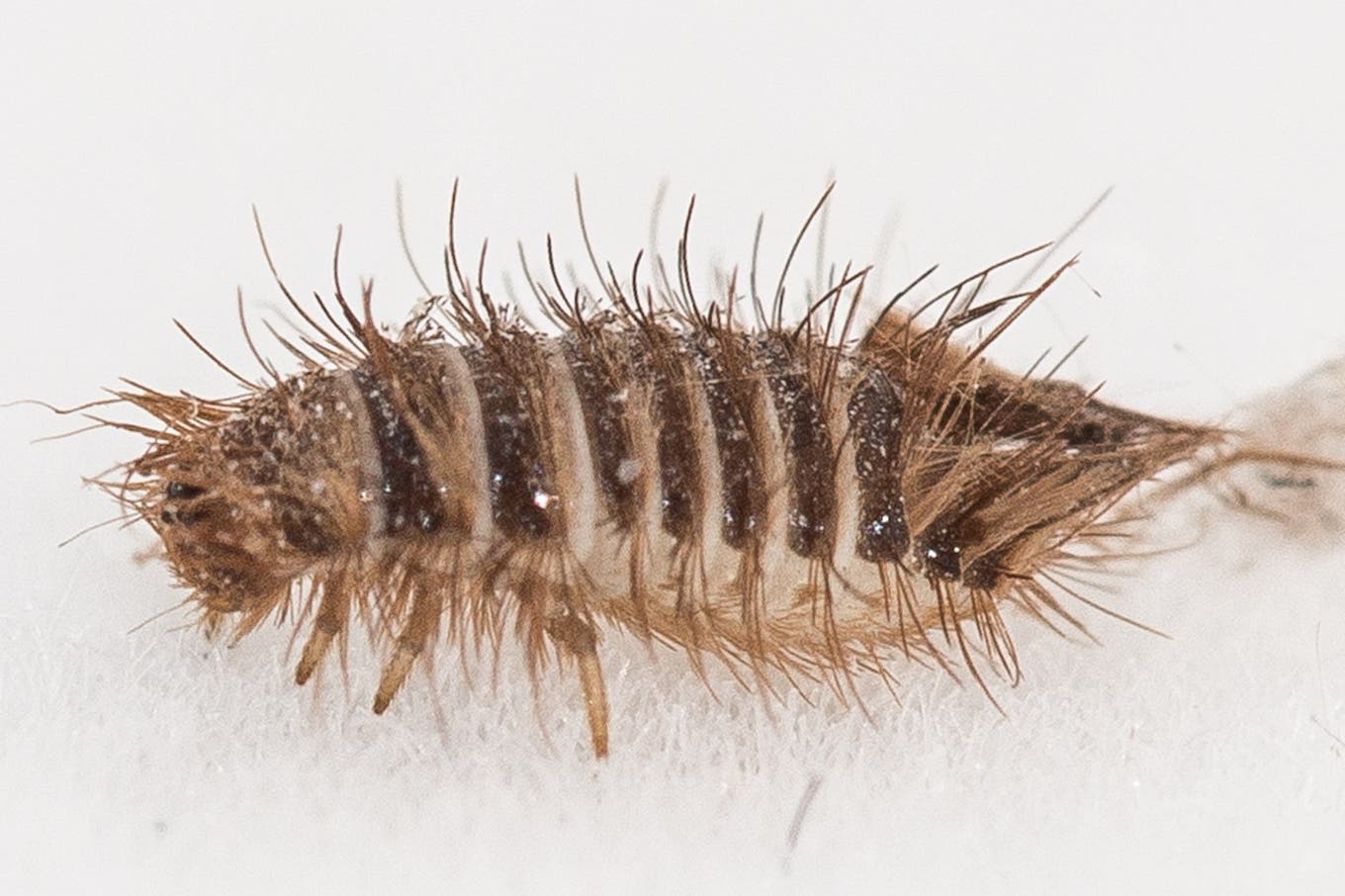 Käfer bestimmen Insekten im Haus und Garten