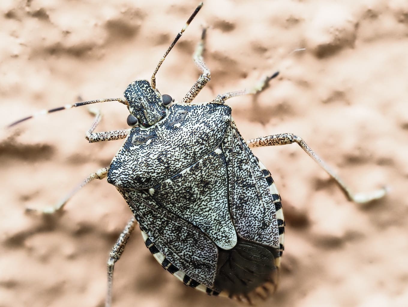 Käfer bestimmen Insekten im Haus und Garten
