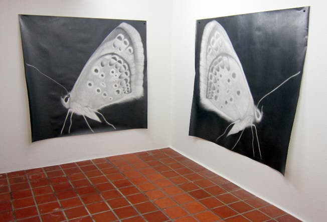 Monika Feucht zeigt in der Galerie Rössli ihre ganze zeichnerische Meisterschaft. Zum Beispiel mit Schmetterlingen.