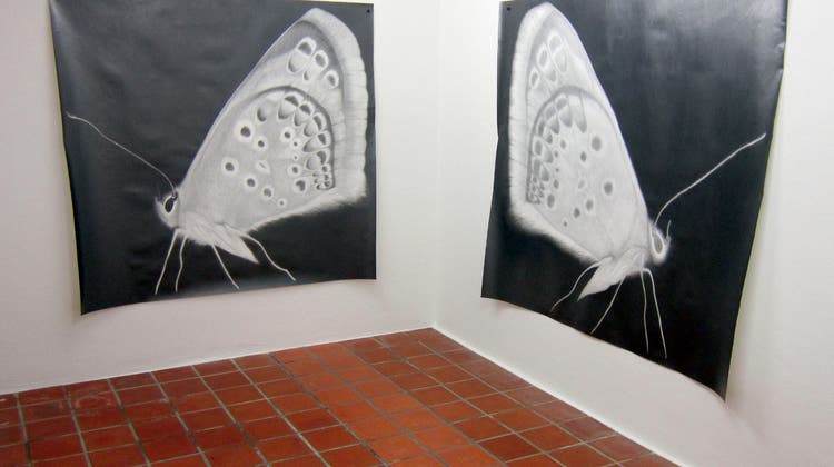 Monika Feucht zeigt in der Galerie Rössli ihre ganze zeichnerische Meisterschaft. Zum Beispiel mit Schmetterlingen. (Eva Buhrfeind)
