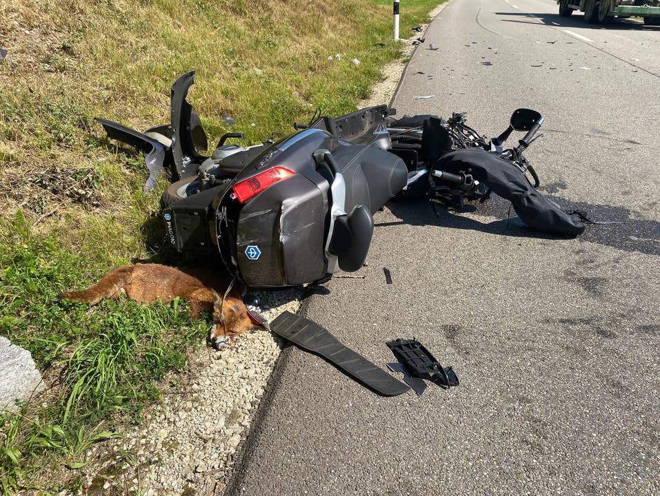 Zeiningen, 12. August: Ein Rollerfahrer ist einem Fuchs ausgewichen und daraufhin mit einem Lastwagen kollidiert. Der Rollerfahrer wurde schwer verletzt ins Spital geflogen. Der Lastwagenfahrer blieb unverletzt, der Fuchs verstarb.