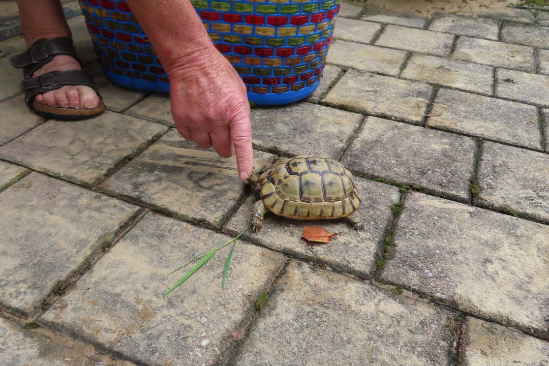 Eine der beiden Schildkröten haben die Besitzer wiedergefunden.