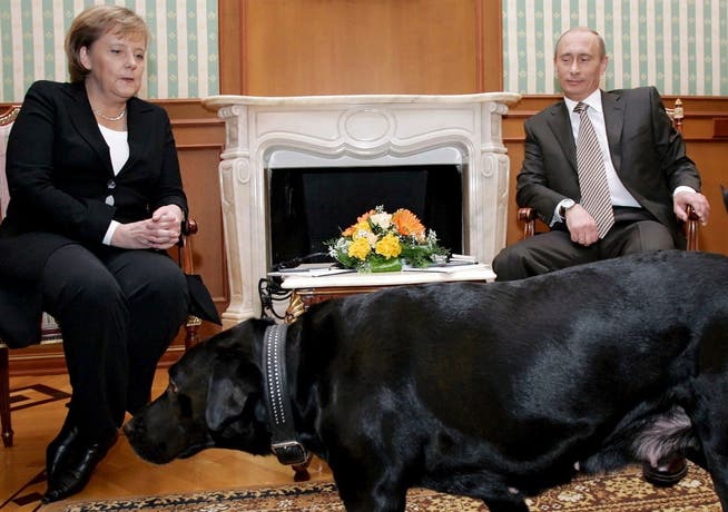 Angela Merkel (l) hat Angst vor Hunden. Wladimir Putin wusste das - und brachte deshalb 2007 Labrador Koni zum Treffen mit.