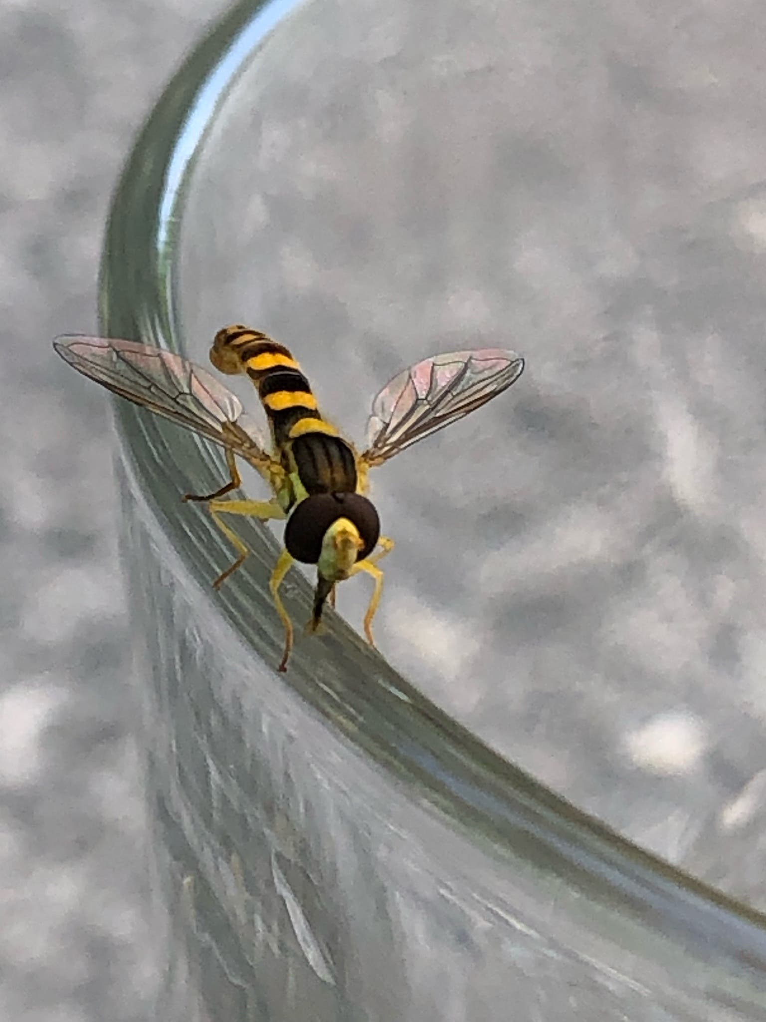 Insekt auf Rand eines Wasserglases - welch eine Schönheit