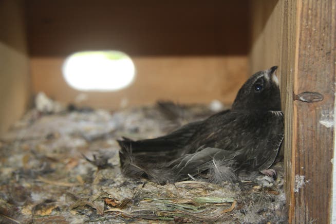 So sieht es im Innern eines Artenschutzturms aus: Ein gesunder Mauersegler-Jungvogel in Frenkendrof BL.