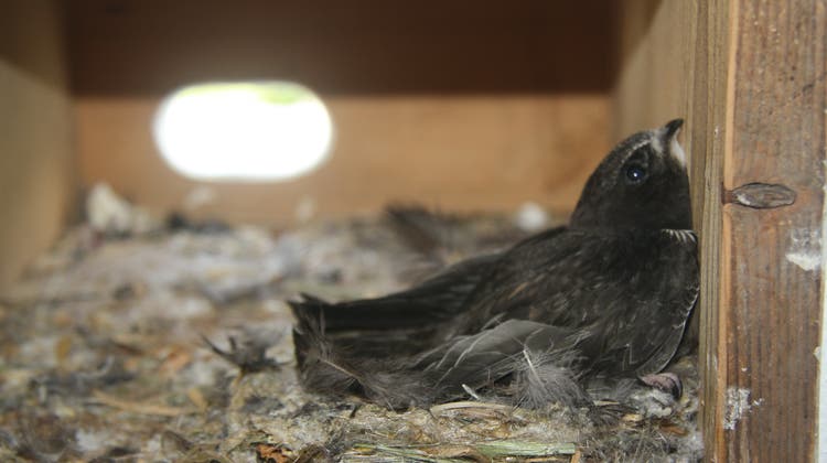So sieht es im Innern eines Artenschutzturms aus: Ein gesunder Mauersegler-Jungvogel in Frenkendrof BL. (zvg)