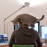 Katzen im Homeoffice sind gefährlich, aber nicht ganz so gefährlich wie Cyberangriffe. (Bild: Alessandro Della Bella / KEYSTONE)