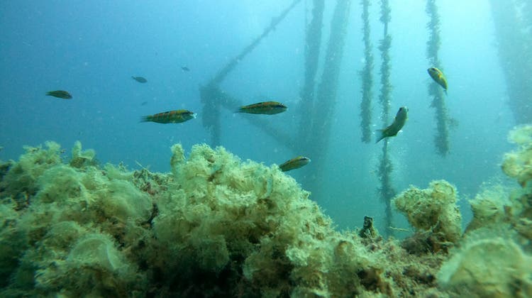 Fische am reich mit Algen bewachsenen künstlichen Riff Costandis. Das Schiff wurde 2014 versenkt. (Bild: Lea Durrer)
