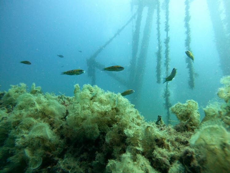 Fische am reich mit Algen bewachsenen künstlichen Riff Costandis. Das Schiff wurde 2014 versenkt.