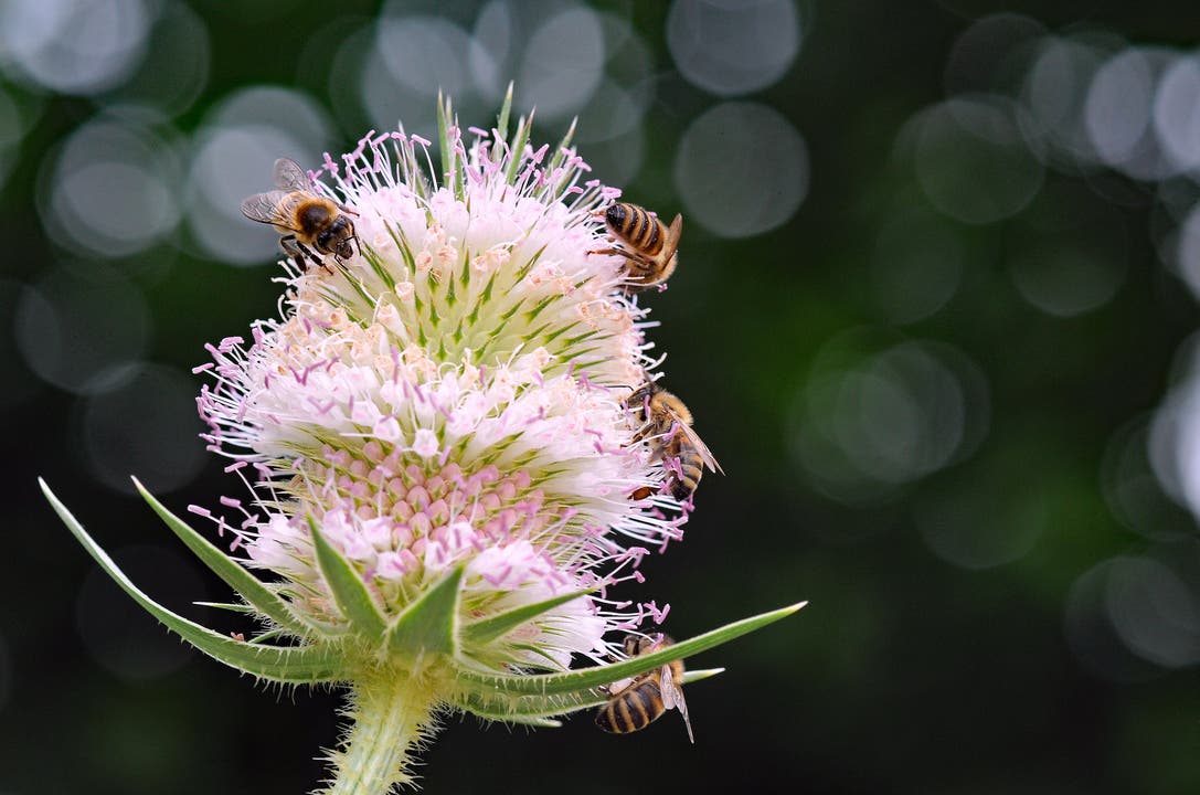 Trotz mässigen Temperaturen sind die Bienen an den Karden in Bretzwil fleissig.
