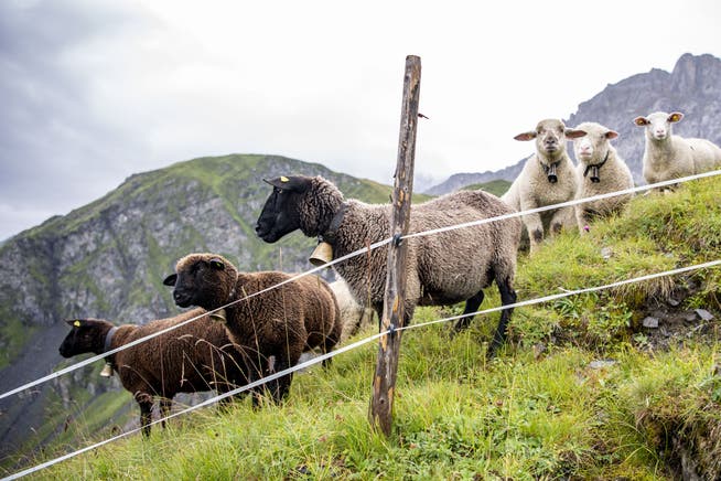 Trotz Schutzmassnahmen reissen Wölfe in der Schweiz immer wieder Nutztiere. Zuletzt in Elm und Urnäsch. (Symbolbild)