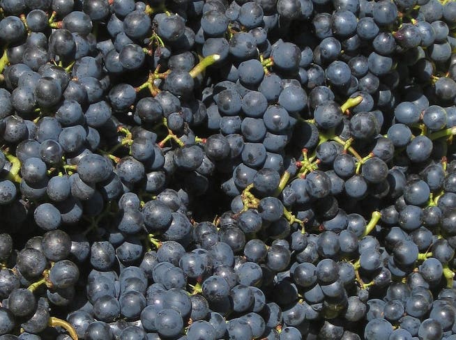 Weintrauben bei der Ernte.