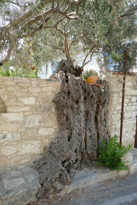 Ein Olivenbaum mit speziellem Plätzchen.