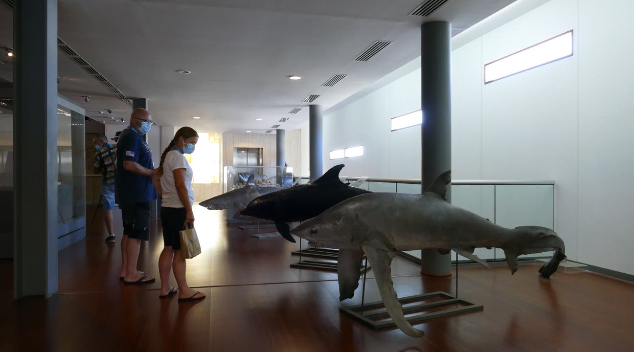Auf drei Etagen gibt es unter anderem ausgestopfte Haifische und Delphine zu sehen.