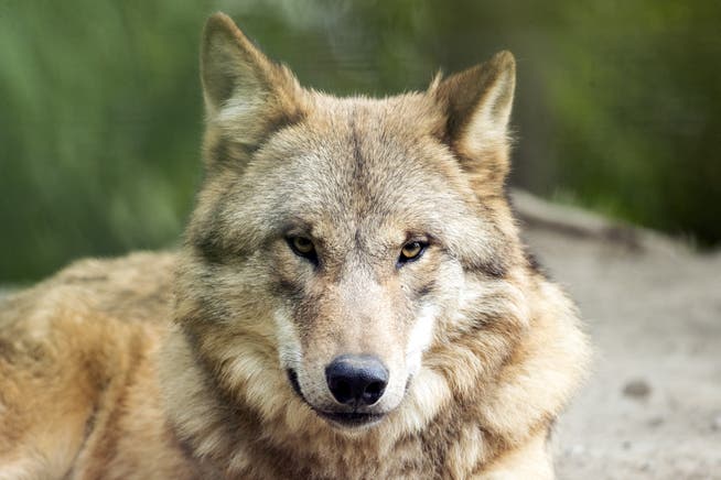 Geht es nach Graubünden, soll es einigen Wölfen des Beverinrudels nach Vorfällen mit Menschen an den Kragen gehen. (Symbolbild)
