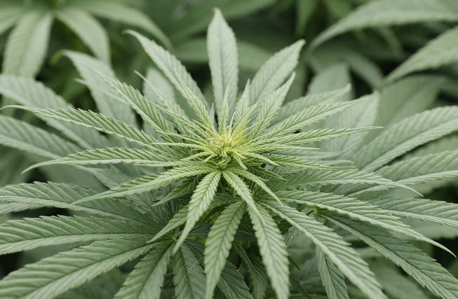 Geht es nach dem Bundesrat, soll der Anbau und Handel mit therapeutischem Cannabis in der Schweiz erleichtert werden.