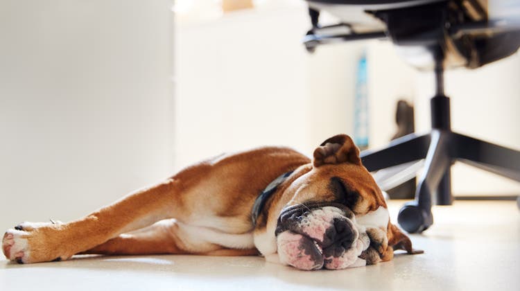 Es kann für Tier und Mensch eine Bereicherung sein, wenn der Hund mit ins Büro darf. (Bild: iStockphoto)
