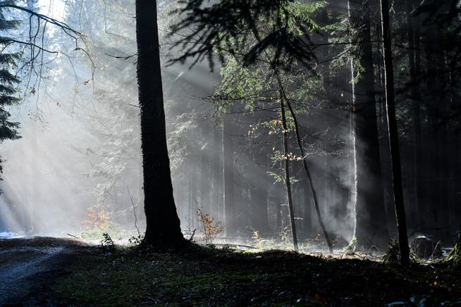 Die Waldbesitzer suchen für die Pflege ihrer Wälder nach Lichtblicken.