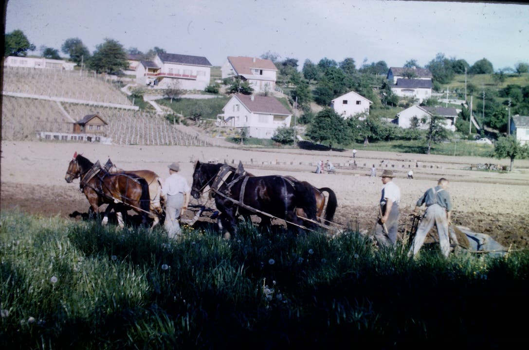 Pferde ziehen in den 1960er-Jahren einen Pflug, hinter ihnen werden Rebpflanzen gesetzt.