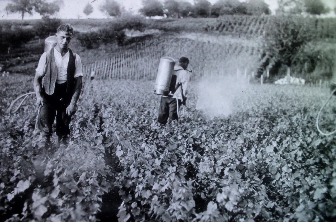 In den 1930er-Jahren spritzen Arbeiter die Rebpflanzen.