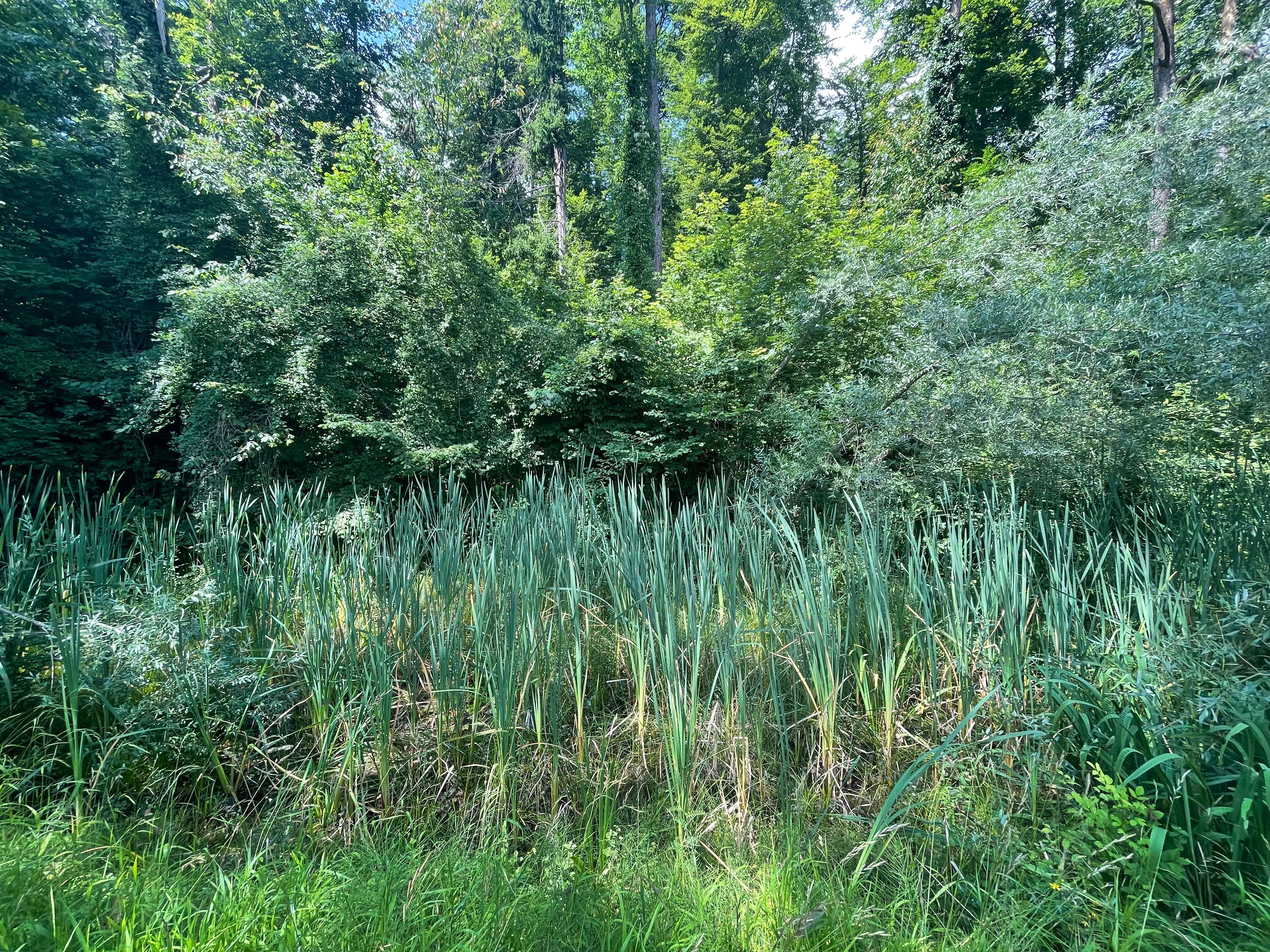 Die vielfältige Vegetation um den Teich bildet einen schönen Kontrast zu den höhen Bäumen.