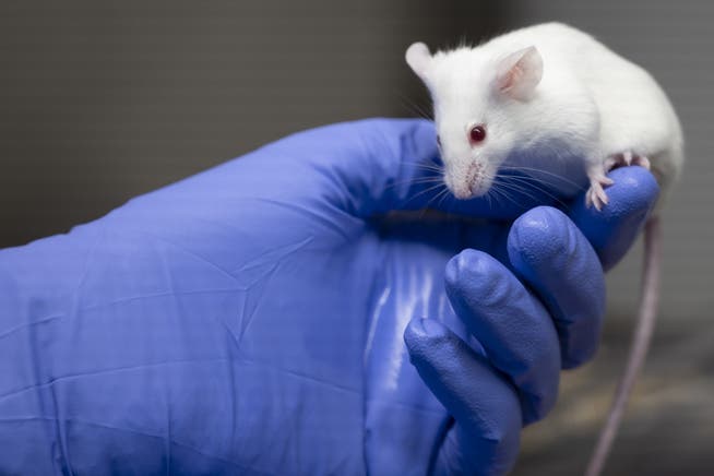 Im letzten Jahr fanden weniger Tierversuche statt – aber nur leichte Versuche gingen zurück. (Symbolbild)