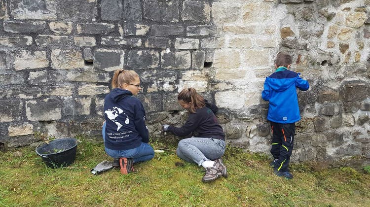 Rund 20 Pfadi-Kinder rissen Pflanzen aus den Mauern der Ruine ob Tegerfelden. (zvg)