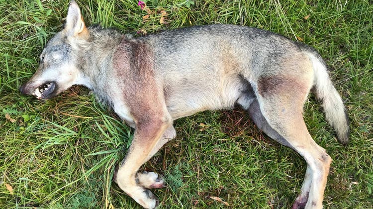 Am Dienstag wurde im Gomstal ein Wolf von Wildhuetern erschossen. (Fischerei- und Wildtierdienst SC)