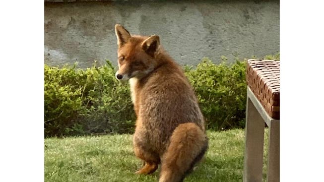 Ob dieser Dornacher Fuchs so unschuldig ist, wie er dreinblickt? 