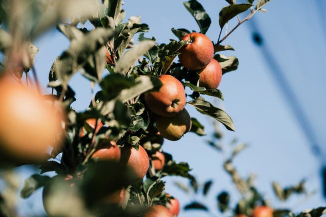 Bei den Äpfel rechnet der Obstverband mit praktisch identischer Ernte wie im Vorjahr. 