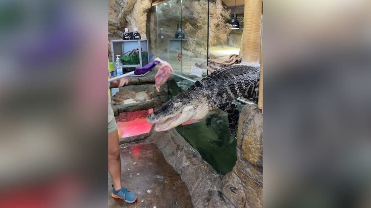 Fütterung geht schief: Alligator büxt aus Terrarium aus