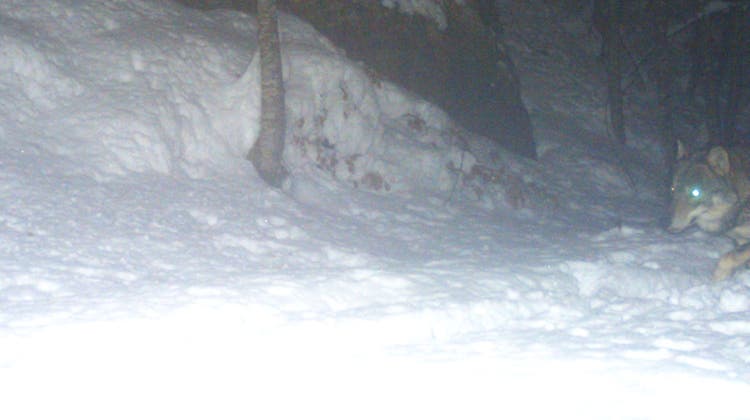 Ein Wolf, aufgenommen diesen Januar von einer Fotofalle in Günsberg (SO). (zvg)