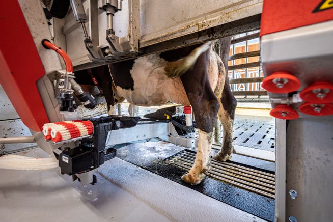 Das BBZ Arenenberg in Salenstein präsentierte den neuen, hochmodernen Milchviehstall.