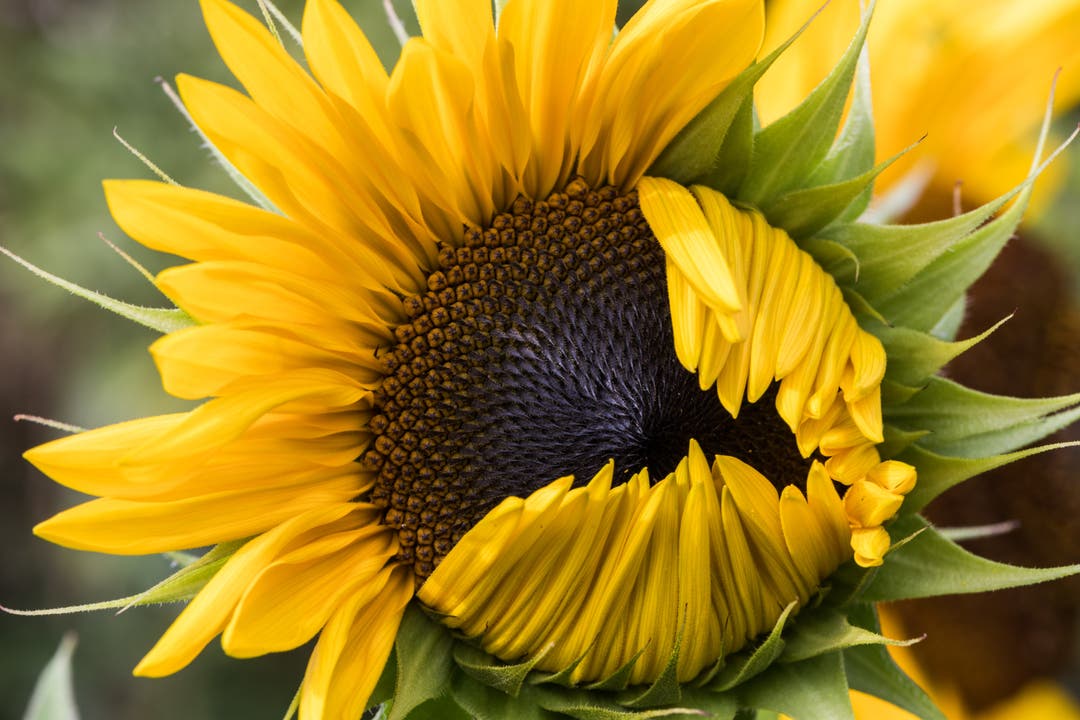 Diese Sonnenblume in Muttenz, «zwinkert» einem freundlich zu.